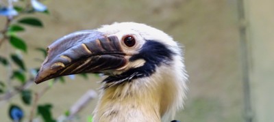Visaya-Tariktik-Hornvogel