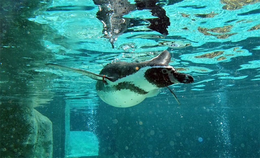 Humboldt penguin in the water