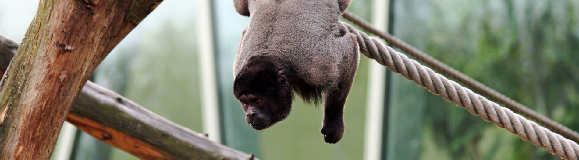 Woolly monkey