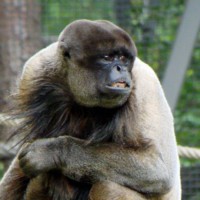 Woolly monkey