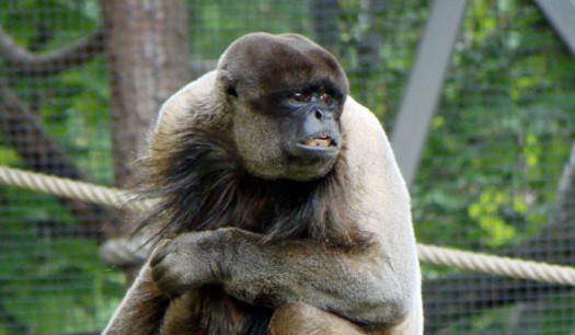 Woolly monkey