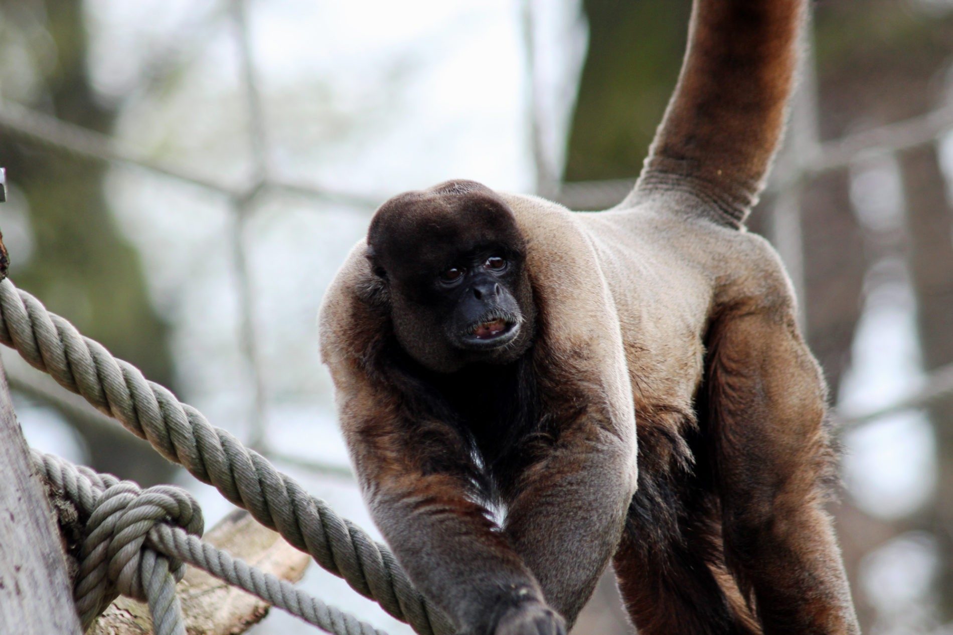 Woolly monkey