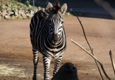 Zebrastute Bolani