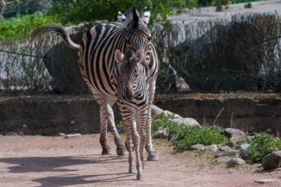 Zebrajungtier Camina mit Mutter Zyta