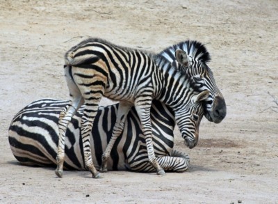 Zebra Jungtier mit Mutter Zyta