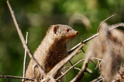 Banded mongoose