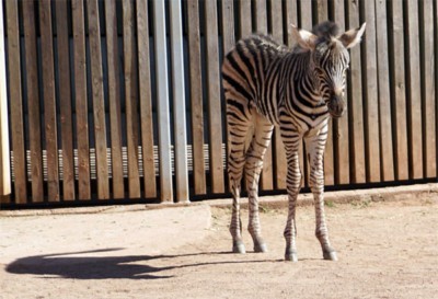 Zebrajungtier Camina auf der Außenanlage