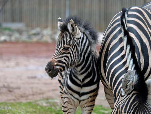 Zebrajungtier Bahari
