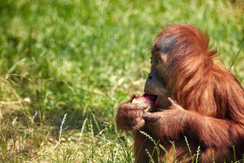 Orrangutan Dalai eating fruit ice (Photo: Hans Fineart) Orrangutan Dalai eating fruit ice