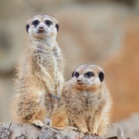 Meerkat