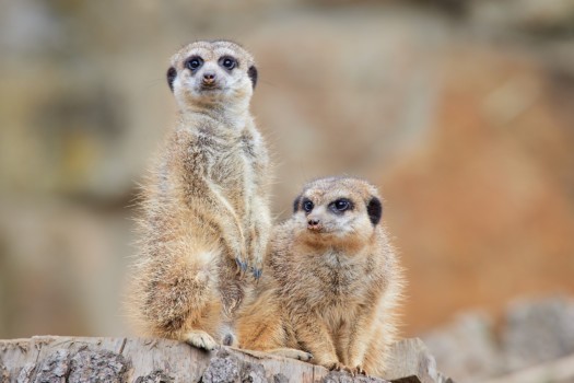 Meerkat