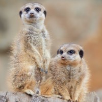 Erdmännchen