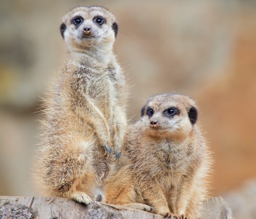 Erdmännchen