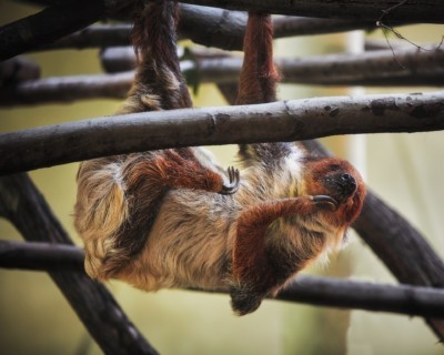 Two-toed sloth Marlies