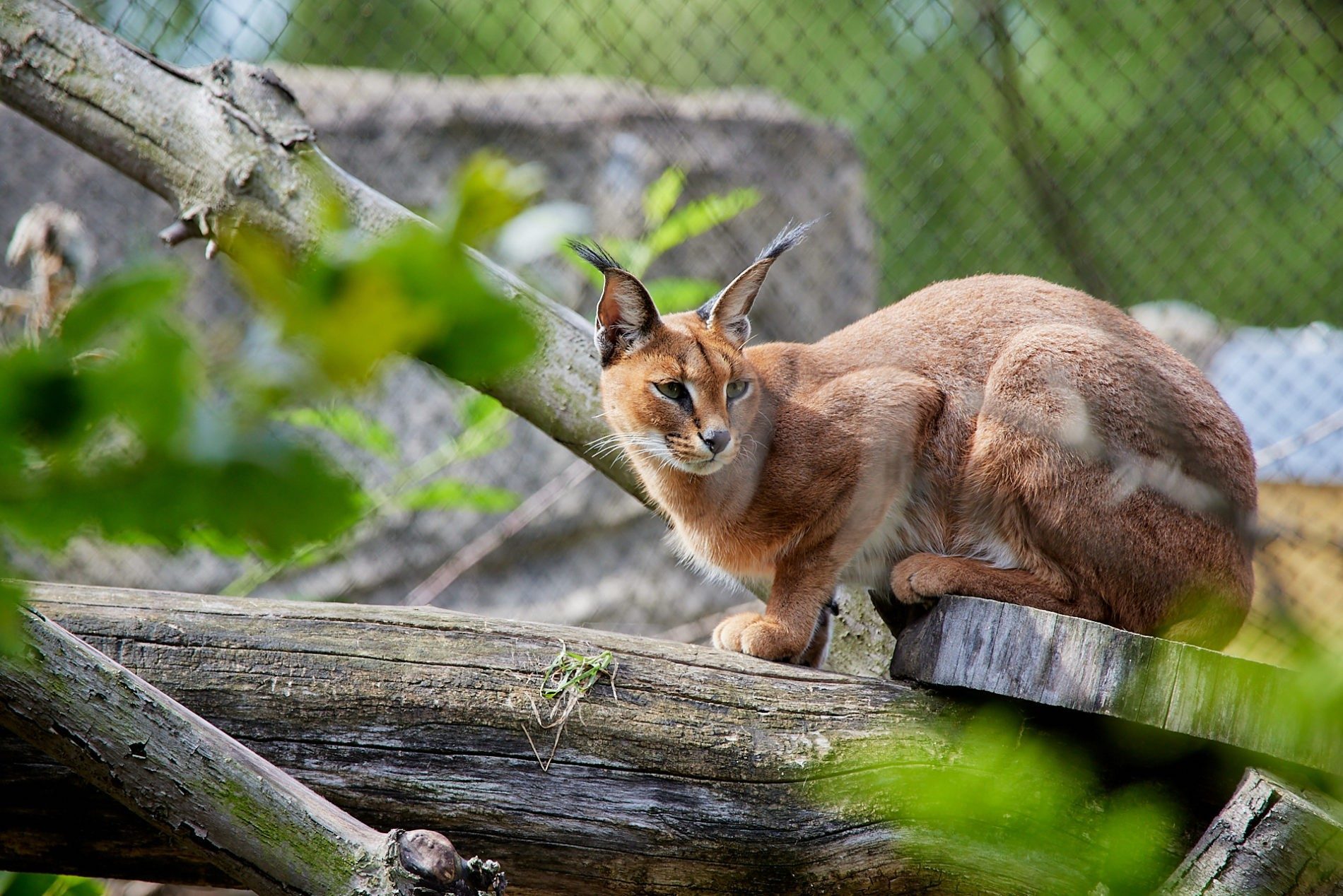 Caracal