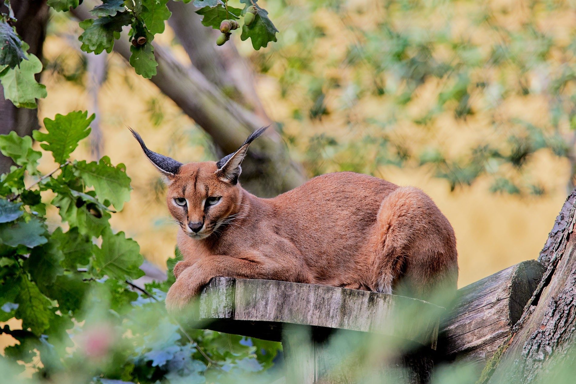 Caracal