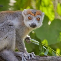 Crowned lemur