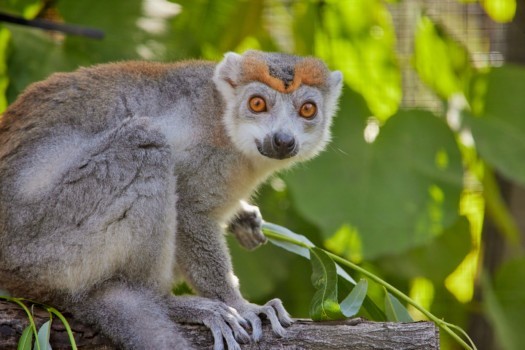 Crowned lemur