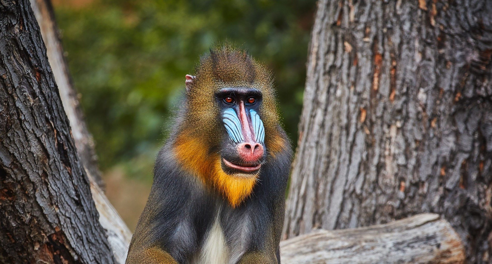 Mandrill