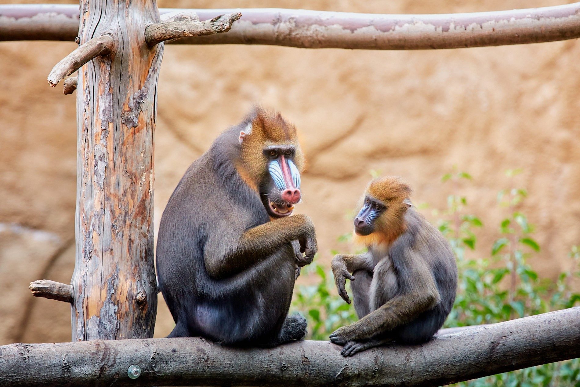 Mandrill mit Jungtier