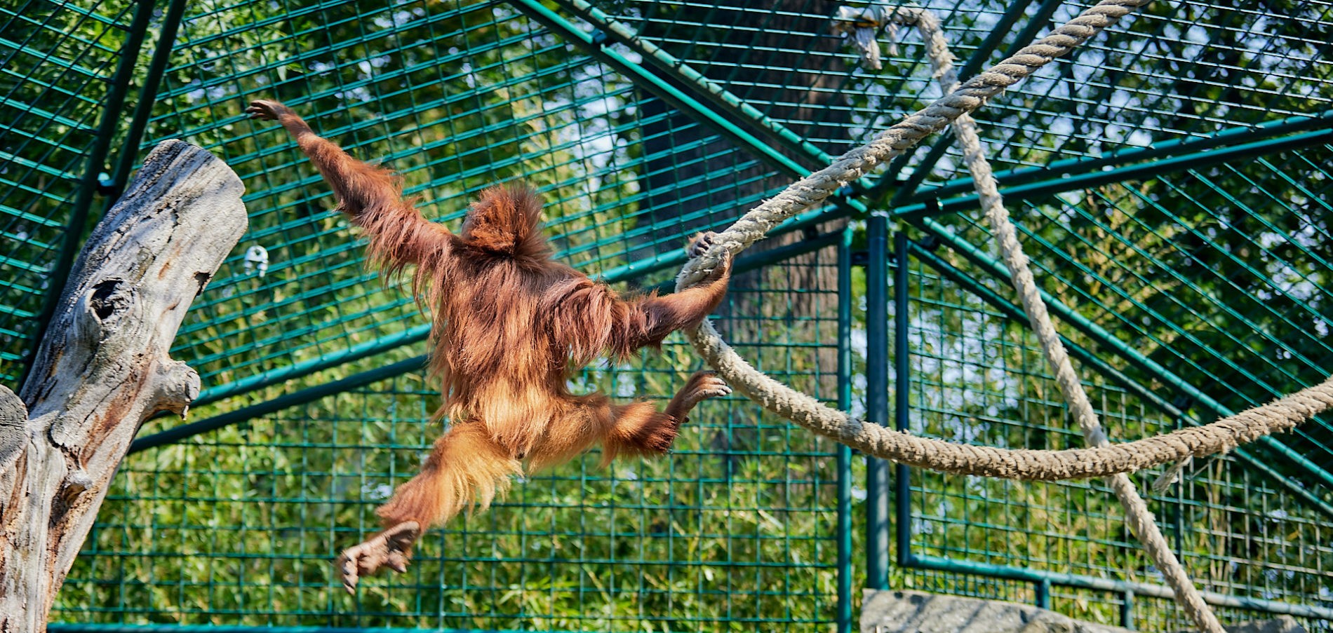 Orang-Utan