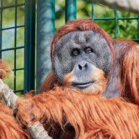 Male Orang-Utan Toni