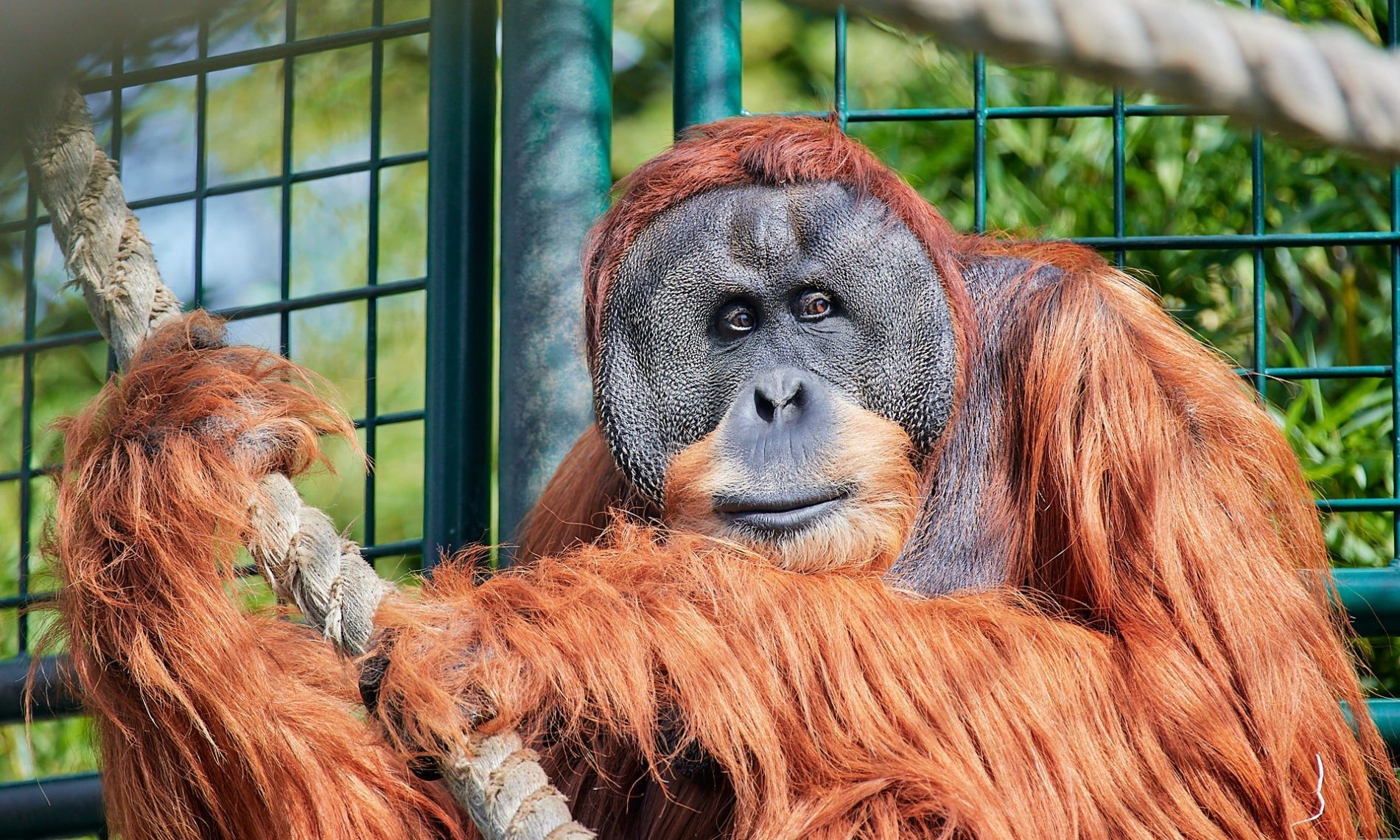 Orang-Utan Männchen Toni