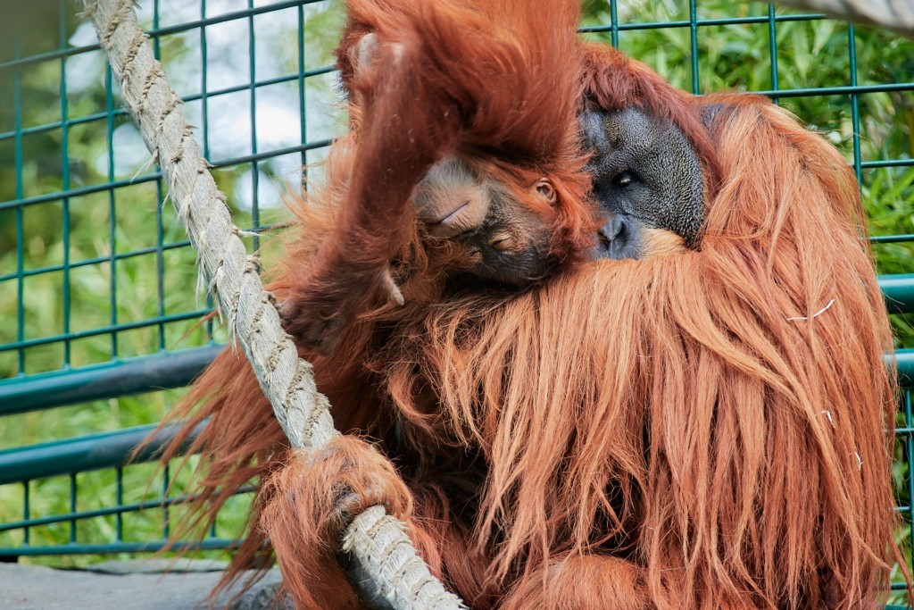 Orang-Utan Toni kuschelt mit Jungtier Dalai