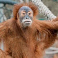 Orang-Utan Dalai