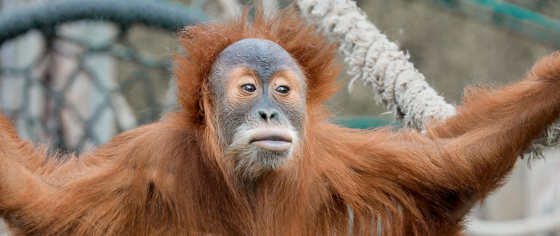 Orangutan