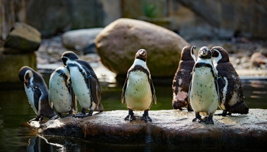 Humboldt-Pinguin - Zoo Dresden