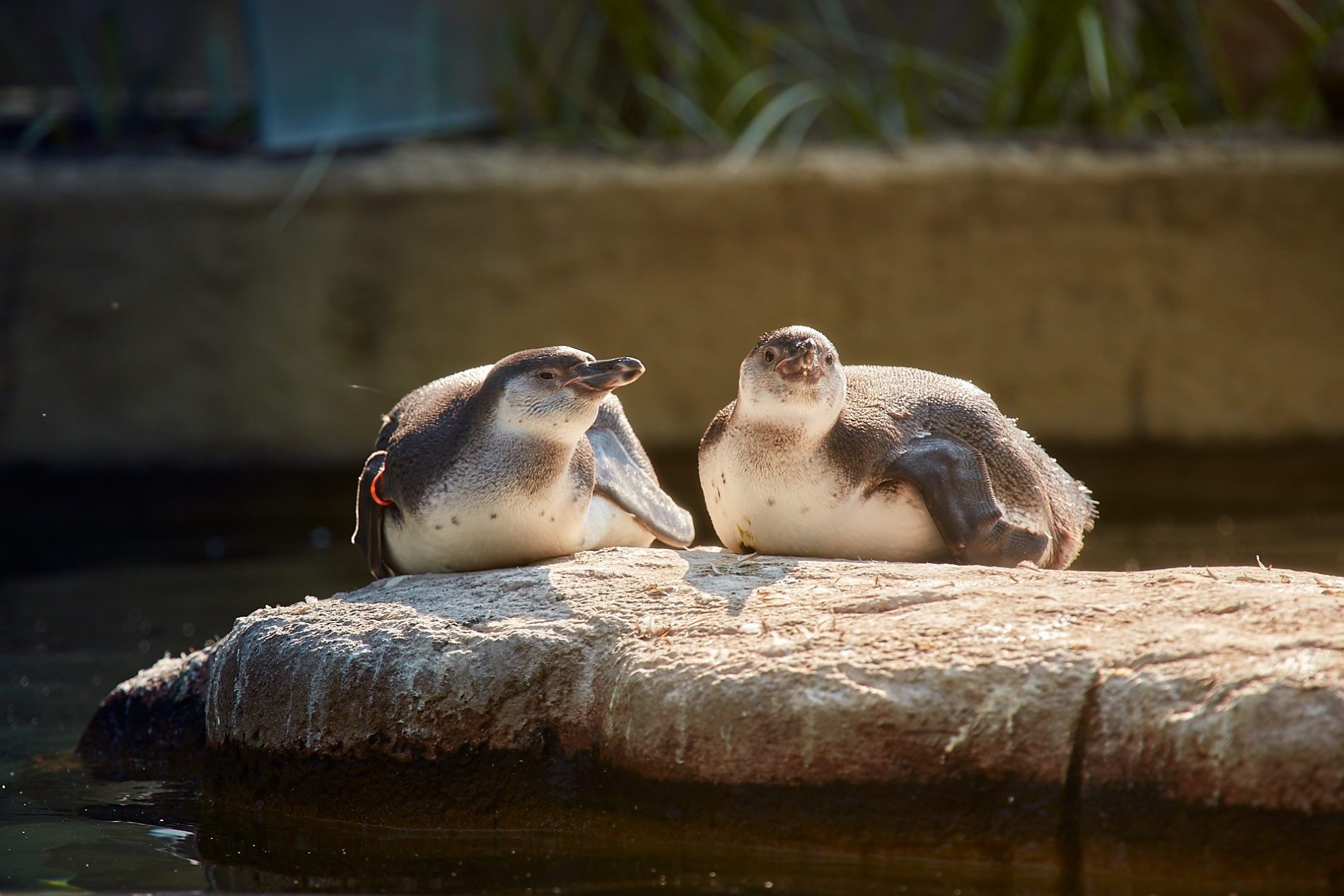 Young Humboldt penguins