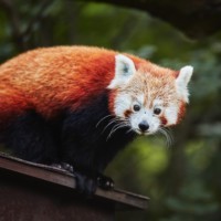 Roter Panda
