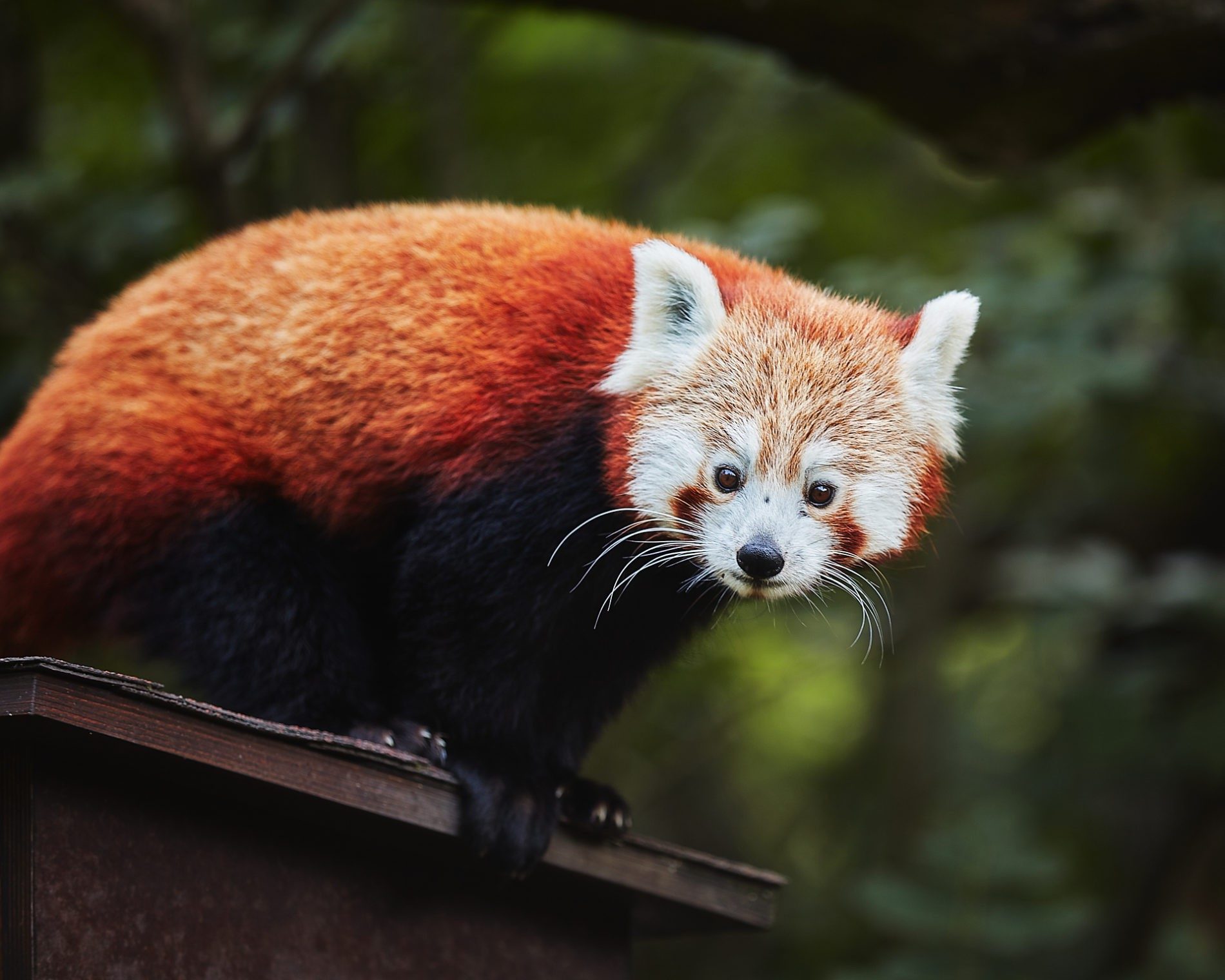 Red Panda