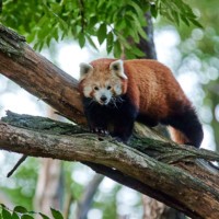 Red panda