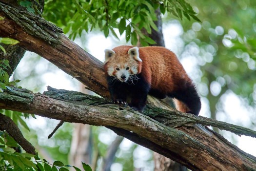 Red panda