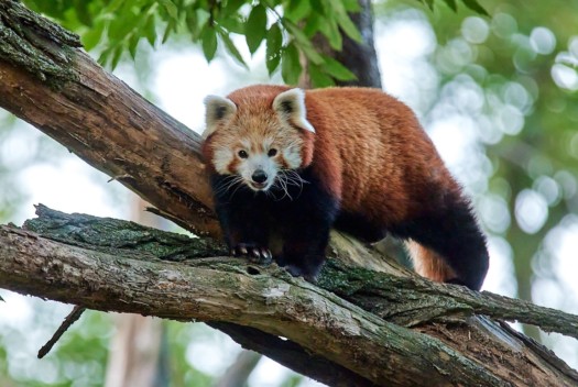 Roter Panda (Foto: Hans Fineart) Roter Panda