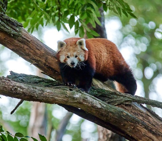 Panda červená