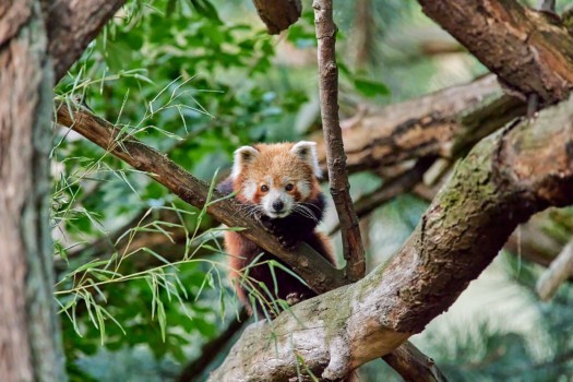 Roter Panda klettert durch die Anlage (Foto: Hans Fineart) Roter Panda klettert durch die Anlage