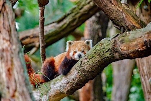 Roter Panda (Foto: Hans Fineart) Roter Panda