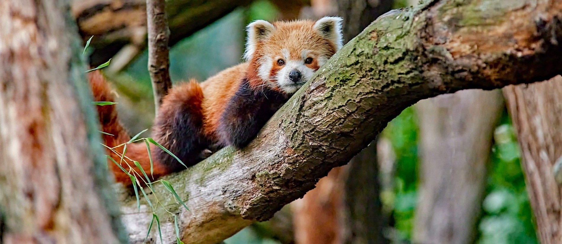 Red panda (Photo: Hans Fineart) Red panda