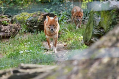 Dhole