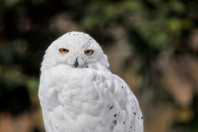 Snowy owl