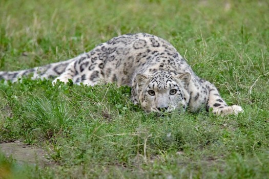 Snow leopard lying in ambush