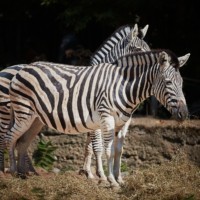 Plains zebras