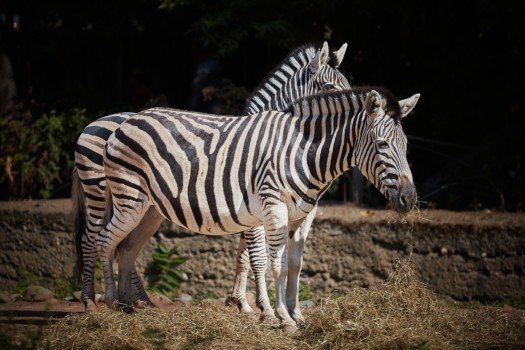 Plains zebras