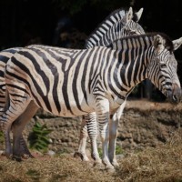 Zebras