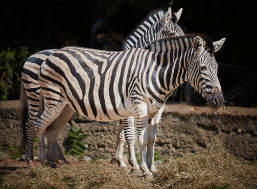 Zebras