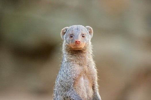 Banded mongoose