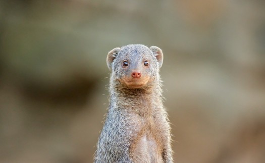 Banded mongoose